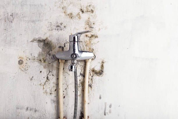 Pearl Beach, MI Mold Remediation Company