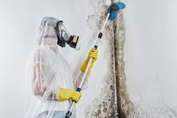 Best Industrial Mold Remediation in Pearl Beach, MI