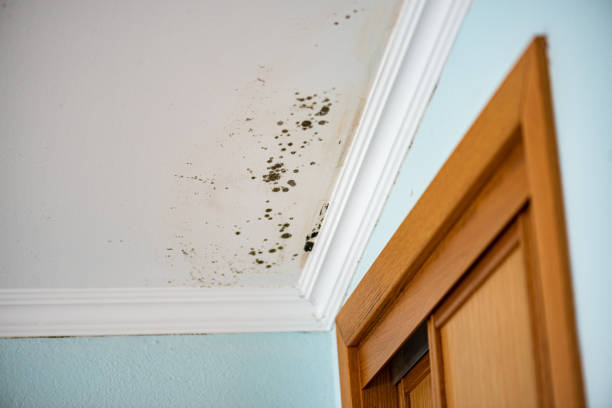 Best Attic Mold Remediation in Pearl Beach, MI