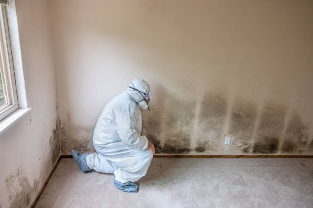 Best Crawl Space Mold Remediation in Pearl Beach, MI